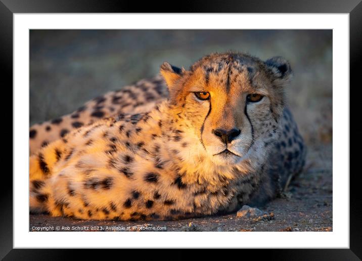 An African cheetah basks in the late afternoon sun Framed Mounted Print by Rob Schultz