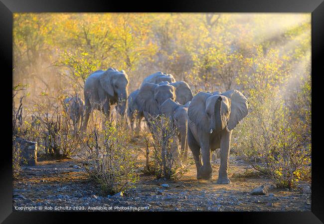 Africa elephants walk to the watering hole at sunset in Namibia  Framed Print by Rob Schultz