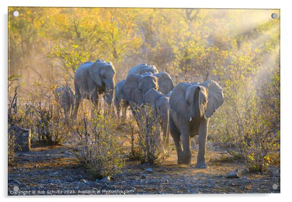 Africa elephants walk to the watering hole at sunset in Namibia  Acrylic by Rob Schultz