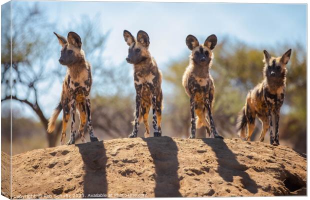 African Painted Dogs in Namibia Canvas Print by Rob Schultz