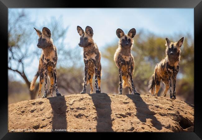 African Painted Dogs in Namibia Framed Print by Rob Schultz