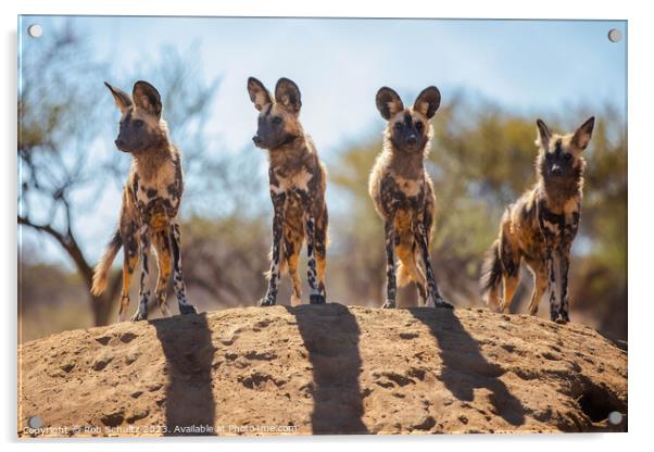 African Painted Dogs in Namibia Acrylic by Rob Schultz