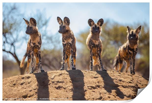 African Painted Dogs in Namibia Print by Rob Schultz