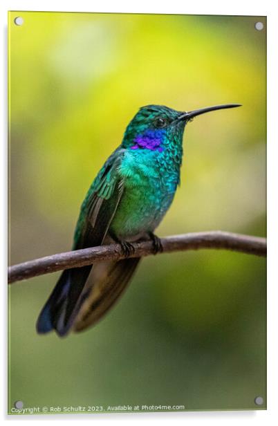 Beautiful green violet ear hummingbird Acrylic by Rob Schultz