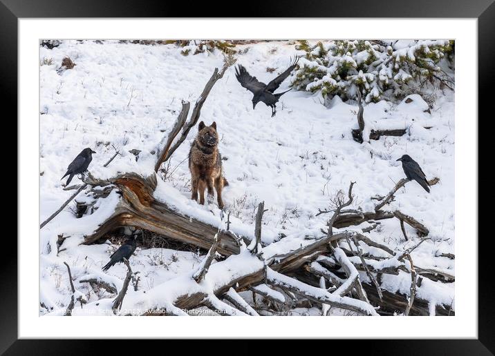 Gray Wolf and Ravens in Yellowstone National Park Framed Mounted Print by Rob Schultz