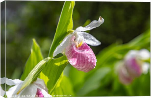 Showy Pink Lady Slipper Orchids in Minnesota Canvas Print by Rob Schultz