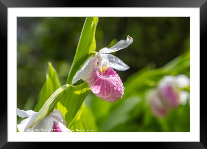 Showy Pink Lady Slipper Orchids in Minnesota Framed Mounted Print by Rob Schultz