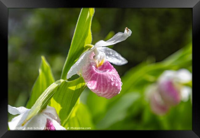 Showy Pink Lady Slipper Orchids in Minnesota Framed Print by Rob Schultz