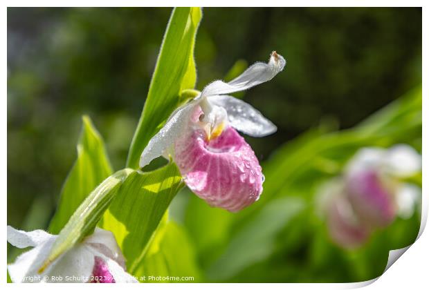 Showy Pink Lady Slipper Orchids in Minnesota Print by Rob Schultz