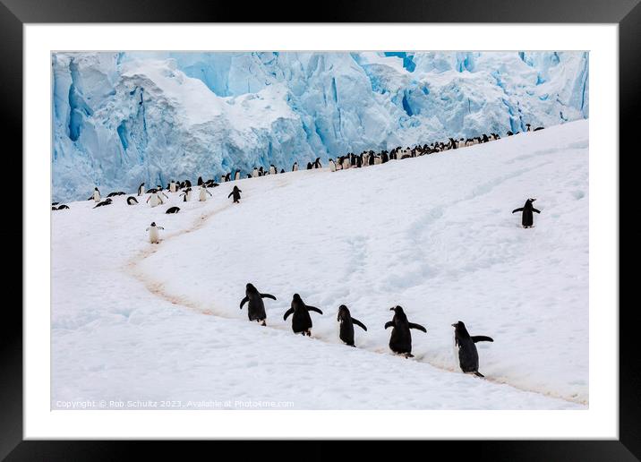 Gentoo Penguins climb a hill in Antarctica Framed Mounted Print by Rob Schultz