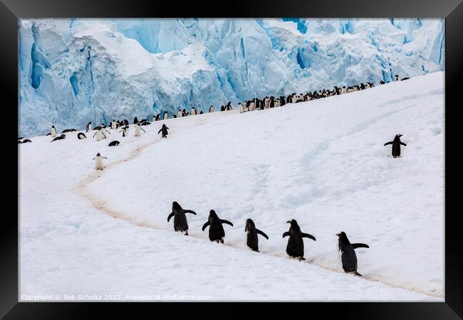 Gentoo Penguins climb a hill in Antarctica Framed Print by Rob Schultz