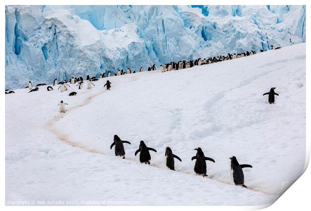 Gentoo Penguins climb a hill in Antarctica Print by Rob Schultz