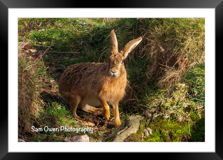 A Hare at sunset.  Framed Mounted Print by Sam Owen
