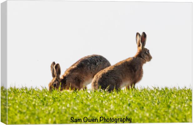 A hares standing on top of a grass hill.  Canvas Print by Sam Owen