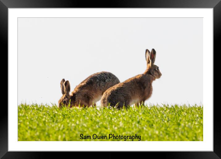 A hares standing on top of a grass hill.  Framed Mounted Print by Sam Owen