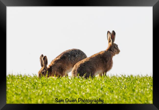 A hares standing on top of a grass hill.  Framed Print by Sam Owen