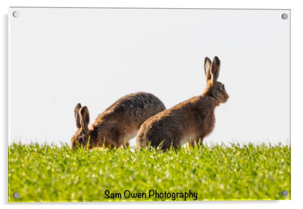 A hares standing on top of a grass hill.  Acrylic by Sam Owen