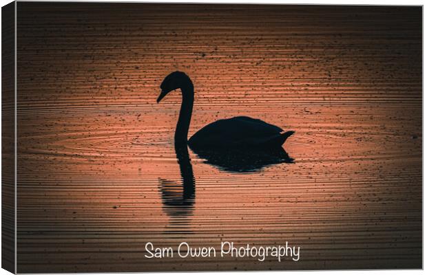 Swan at sunset  Canvas Print by Sam Owen
