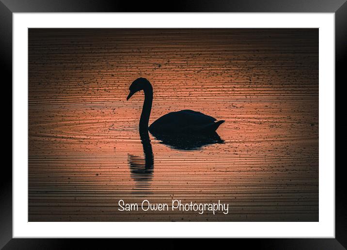 Swan at sunset  Framed Mounted Print by Sam Owen