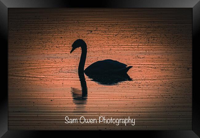 Swan at sunset  Framed Print by Sam Owen