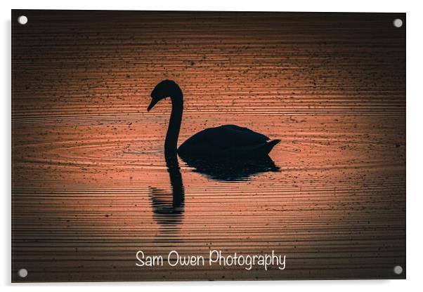 Swan at sunset  Acrylic by Sam Owen