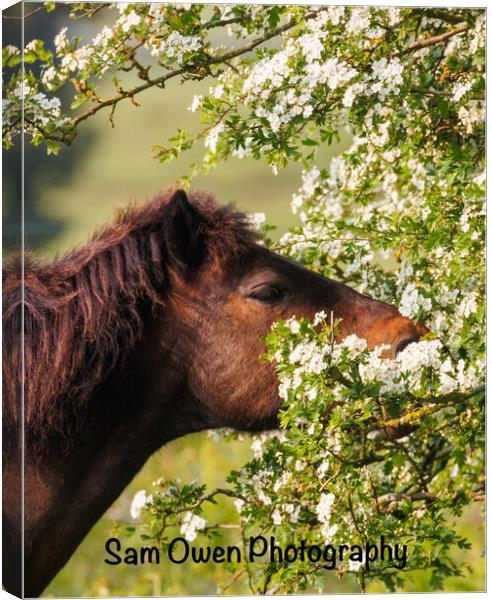 A close up of a Dartmoor pony new blossom Canvas Print by Sam Owen