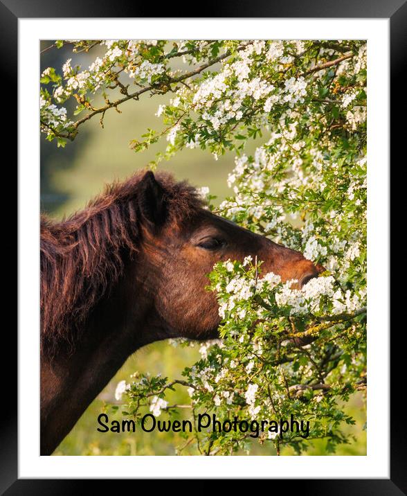 A close up of a Dartmoor pony new blossom Framed Mounted Print by Sam Owen