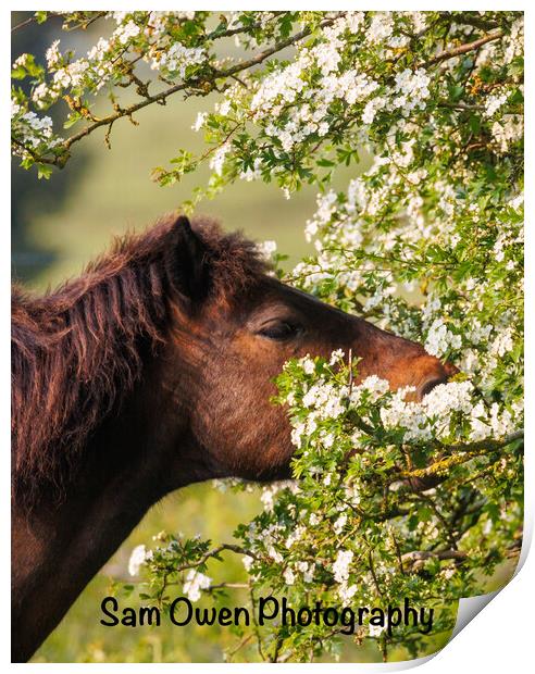 A close up of a Dartmoor pony new blossom Print by Sam Owen