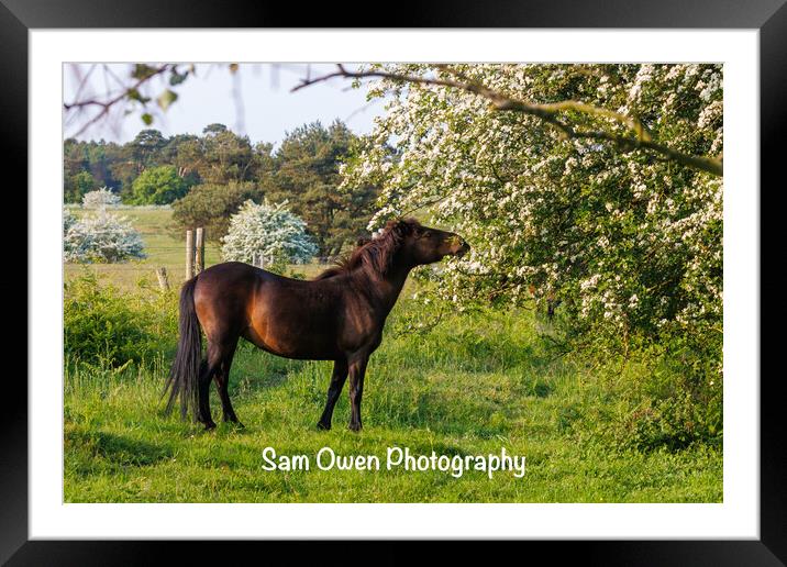 A Dartmoor pony standing amongst blossom Framed Mounted Print by Sam Owen