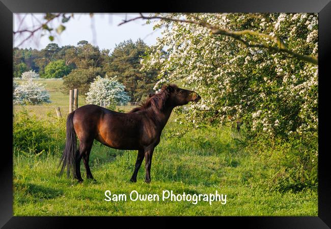 A Dartmoor pony standing amongst blossom Framed Print by Sam Owen