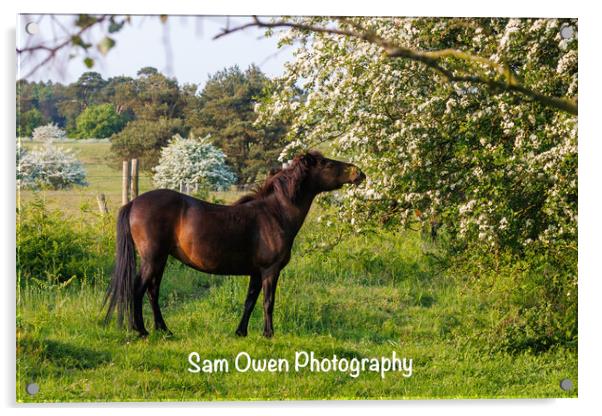 A Dartmoor pony standing amongst blossom Acrylic by Sam Owen