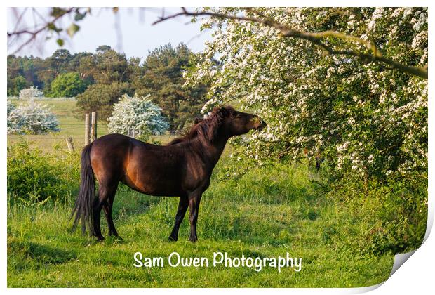 A Dartmoor pony standing amongst blossom Print by Sam Owen