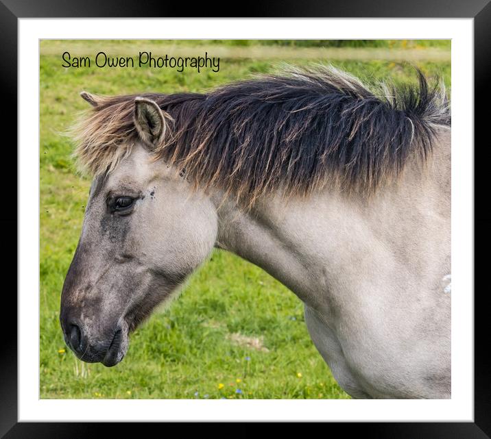 Konik  pony  Framed Mounted Print by Sam Owen