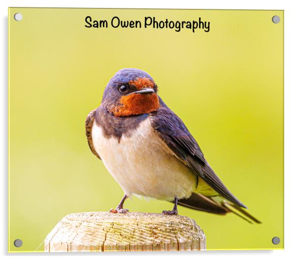 A beautiful swallow bird Acrylic by Sam Owen