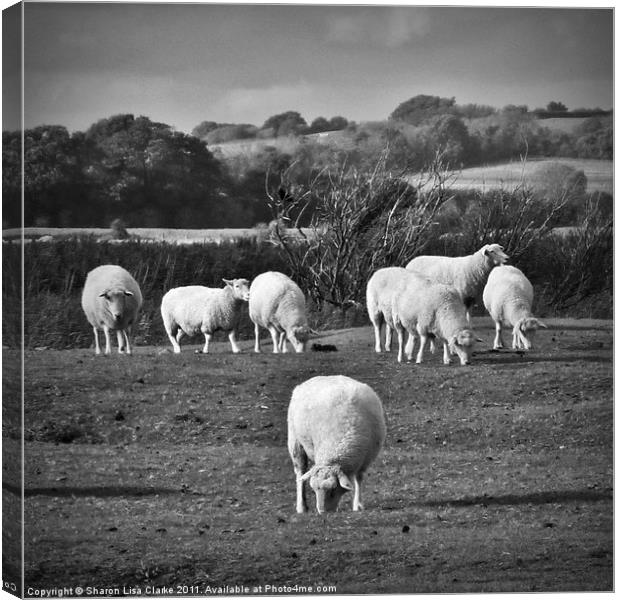 Grazing sheep Canvas Print by Sharon Lisa Clarke