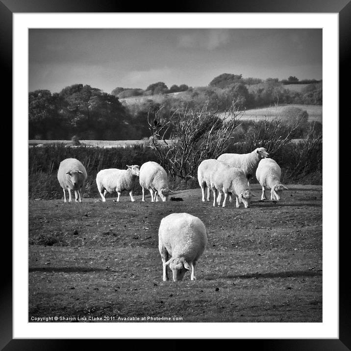 Grazing sheep Framed Mounted Print by Sharon Lisa Clarke