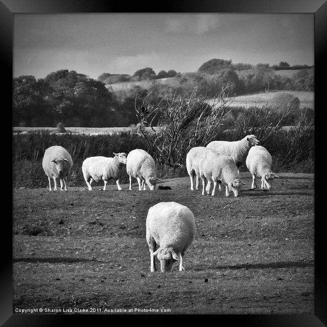 Grazing sheep Framed Print by Sharon Lisa Clarke