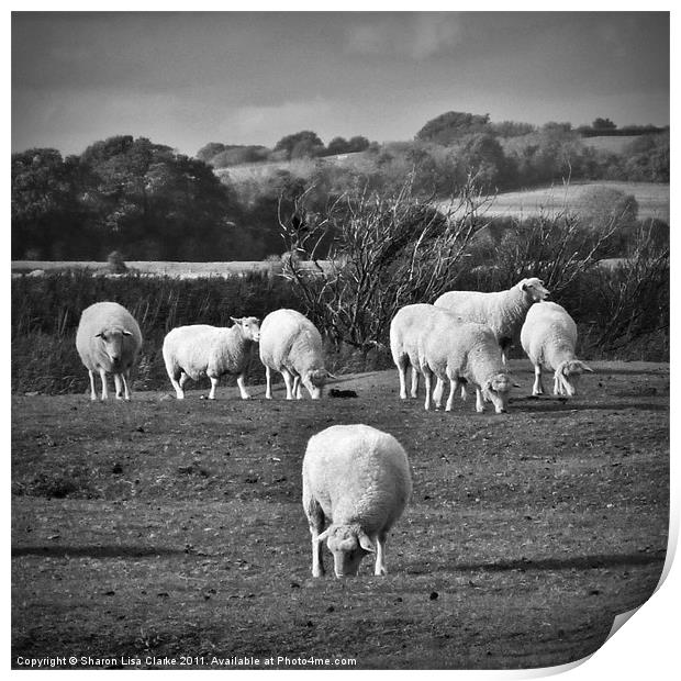 Grazing sheep Print by Sharon Lisa Clarke