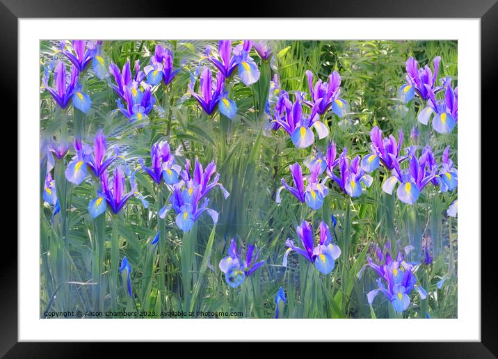 Irises Framed Mounted Print by Alison Chambers