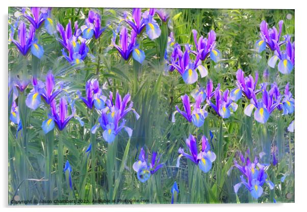 Irises Acrylic by Alison Chambers