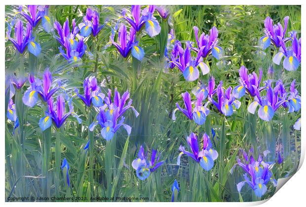 Irises Print by Alison Chambers