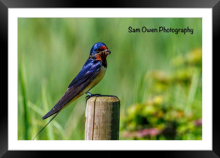 A colourful swallow Framed Mounted Print by Sam Owen