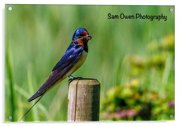 A colourful swallow Acrylic by Sam Owen