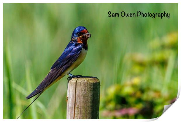 A colourful swallow Print by Sam Owen