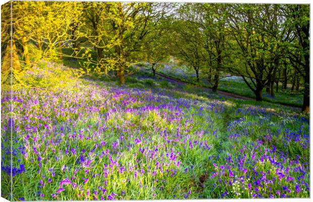 Discovering Natural Treasures in North Yorkshire's Woodland Canvas Print by Steve Smith