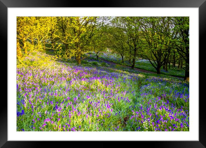 Discovering Natural Treasures in North Yorkshire's Woodland Framed Mounted Print by Steve Smith