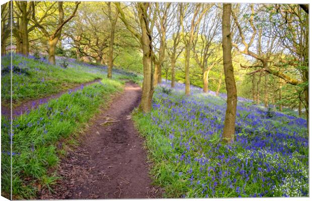 Tranquil Escape to North Yorkshire's Newton Woods Canvas Print by Steve Smith
