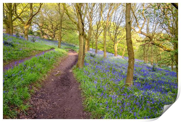 Tranquil Escape to North Yorkshire's Newton Woods Print by Steve Smith