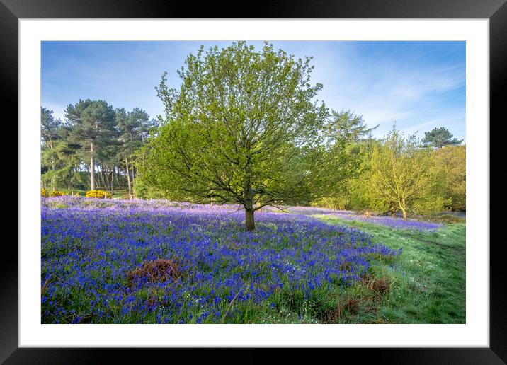 Exploring the Beauty of Newton Woods Framed Mounted Print by Steve Smith