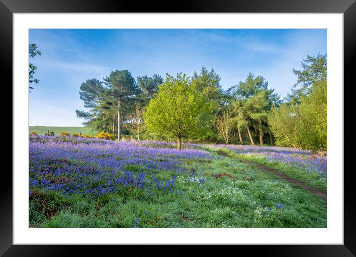 Nature's Paradise: Newton Woods Framed Mounted Print by Steve Smith